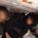 На ГП „Богородица“ спречен влез на мигранти, запленета стоката и камионот во кој се превезувале