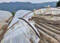 Невреме столчи 10-ци хектари под пластеници во струмичко