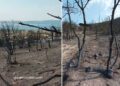 ВИДЕО: После 16 денови целосно изгаснат пожарот кај с.Николиќ