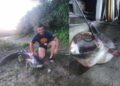Уловен сом-капиталец од 2,07 метри во водите на Вардар кај Гевгелија