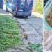 Притвор за дилер од Стојаково