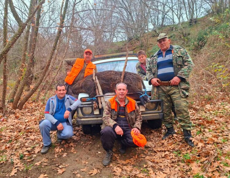 Дива свиња капиталец тешка 150 килограми уловена на Кожуф планина
