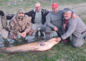 ВИДЕО:  Уловен сом капиталец од 42 kg во водите на Вардар