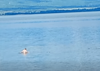 ВИДЕО: Почна капачката сезона во Дојран