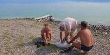 ВИДЕО: Пеликанот од Дојранското Езеро излекуван и згрижен