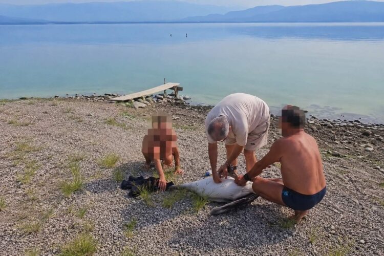 ВИДЕО: Пеликанот од Дојранското Езеро излекуван и згрижен