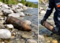 Пронајдена неексплодирана граната во атарот на с.Негорци