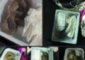 ВИДЕО: Запленети седум млади змии на ГП „Богородица“