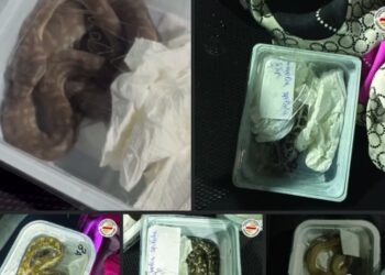 ВИДЕО: Запленети седум млади змии на ГП „Богородица“
