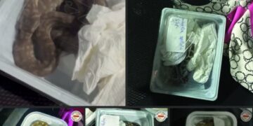 ВИДЕО: Запленети седум млади змии на ГП „Богородица“