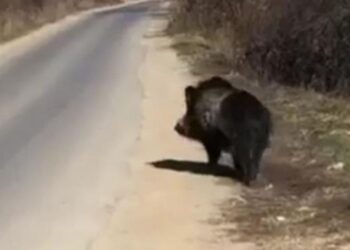 Тешка сообраќајна несреќа за двајца гевгеличани